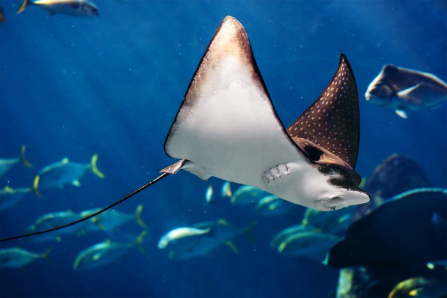 Morska zver uhvaæena u Crnoj Gori: Jedna od najveæih zaštiæenih riba koju nazivaju i "ðavo" FOTO