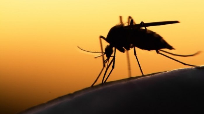 I medici avvertono: le zanzare trasmettono malattie pericolose, ed ecco come capire se sei infetto