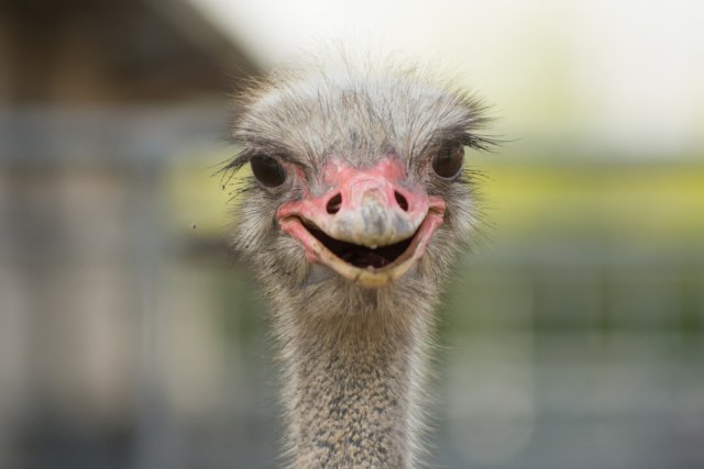 Isplati se: Jedna ptica vredi kao dva bika, a nije zahtevna za uzgoj