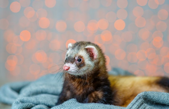 Afrički tvor UŠAO U BEBIN KREVETAC i POČEO DA RADI NEZAMISLIVO! Bebina reakcija je sve ODUŠEVILA (VIDEO)