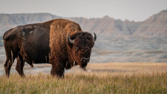 Bizon nasrnuo na ženu u nacionalnom parku: Zadobila teške povrede