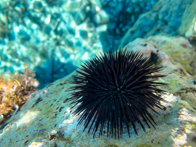 Ubod MORSKOG JEŽA može proći i BEZ PANIKE! Ovo su saveti kako da njegove iglice što bezbolnije izvadite iz kože!