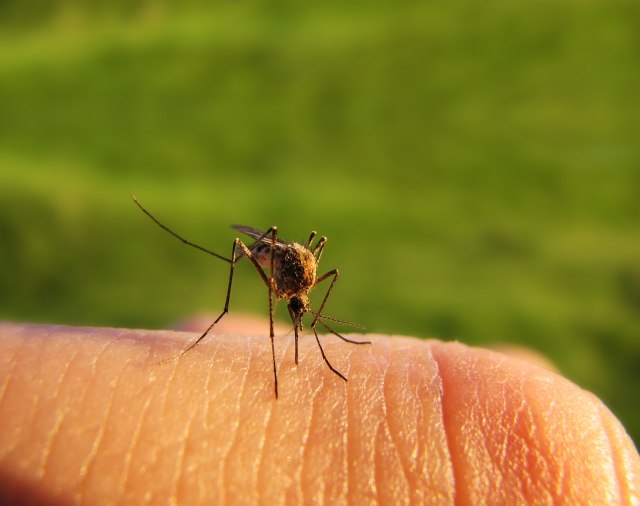 Ovo su SIMPTOMI VIRUSA Zapadnog Nila: Epidemiolog otkriva kako da se ZAŠTITE!