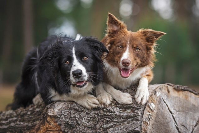 Vlasnica ostavila svoje ljubimce u pansionu, a njihova reakcije je POBEDILA SVE! (VIDEO)