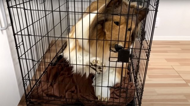 Čovek potrošio SILNE PARE da postane PAS, ali to nije dovoljno: SADA ŽELI DA PRONAĐE ŽENU-PSA - a evo kako PSIHOLOG tumači njegove potrebe