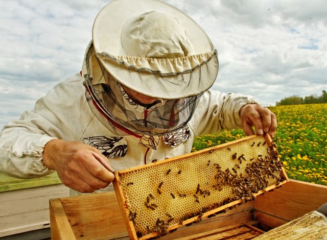 Pčelarima subvencije 1.000 dinara po košnici