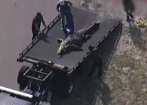 Policija je uhvatila i ubila aligatora/CBS