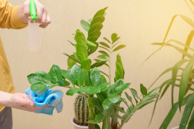 Biljka koja će svaki dom učiniti lepšim, a uopšte nije zahtevna