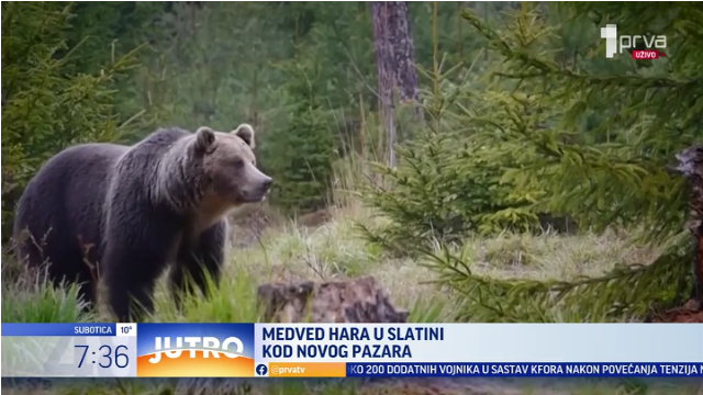Svi su zabrinuti, a pomoći nema: Medved uništio sve u selu kod Novog Pazara VIDEO