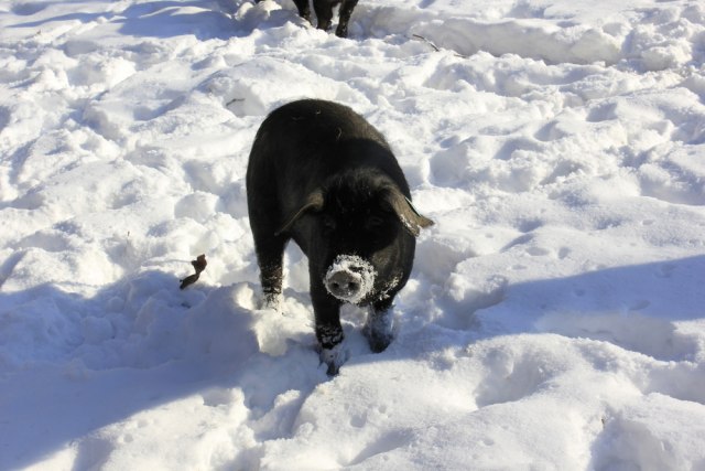Hrvati zaštitili geografsko poreklo svinjetine u EU