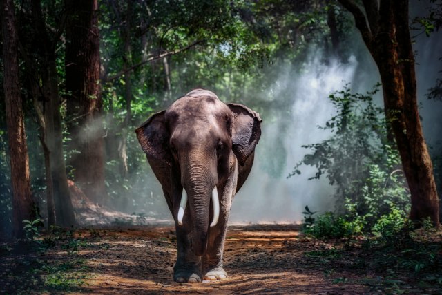 Slon izbezumio turiste: Razbio im prozor pa 