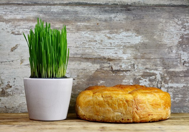 Ne bacajte božićnu pšenicu, veoma je dragocena: Umesto da čekate da uvene - iskoristite je