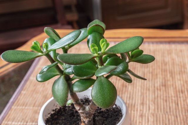 Kako da vam krasula raste i cveta kao luda: Pomešajte dva sastojka i sipajte u saksiju