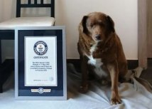 Bobi je dobio titulu najstarijeg psa na svetu u Ginisovoj knjizi rekorda u februaru 2023./Guinness World Records