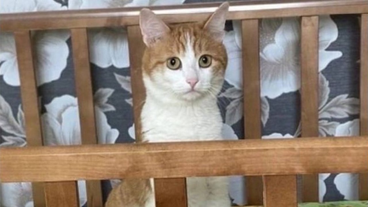 Сразу после еды. Как правильно ходить. Что нужно делать после еды. Сколько должно пройти времени после еды перед тренировкой. Что нужно делать после еды.