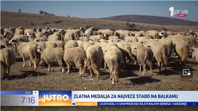 Dobili najviše priznanje od države: Oni imaju najveæe stado ovaca na Balkanu VIDEO