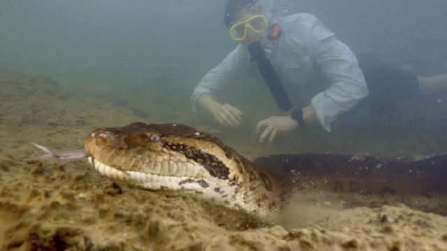 Poznato kako je pronaðena najveæa zmija na svetu VIDEO