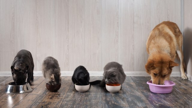 S tržišta se povlači poznata hrana za pse, sadrži salmonelu