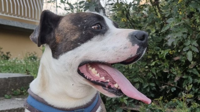 Drama u Gornjem Milanovcu: Pas ujeo četvorogodišnje dete; Čopor lutalica napao celu porodicu