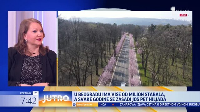 Beograd radi na ozelenjavanju grada: Zasaðeno više od 13.000 stabala VIDEO