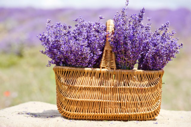 Predstavljamo vam 10 vrsta biljaka koje se posade jednom I CVETAJU NAREDNIH 10 GODINA: Bez okopavaja, plevljenja i negovanja!