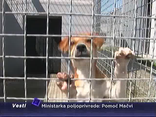 Izgladnjivali i mučili psa