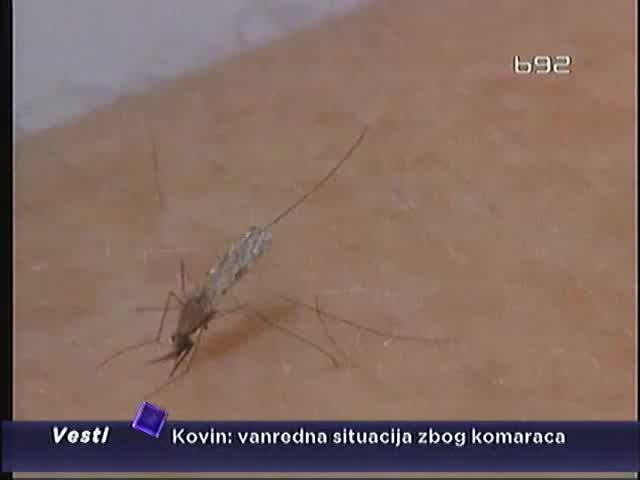 Vanredna situacija zbog komaraca u Kovinu