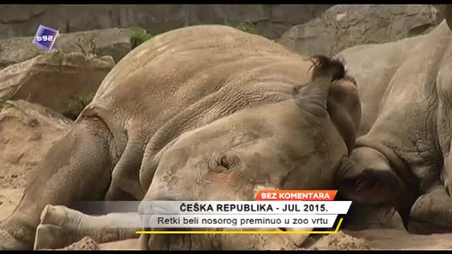 Retki beli nosorog preminuo u zoo vrtu