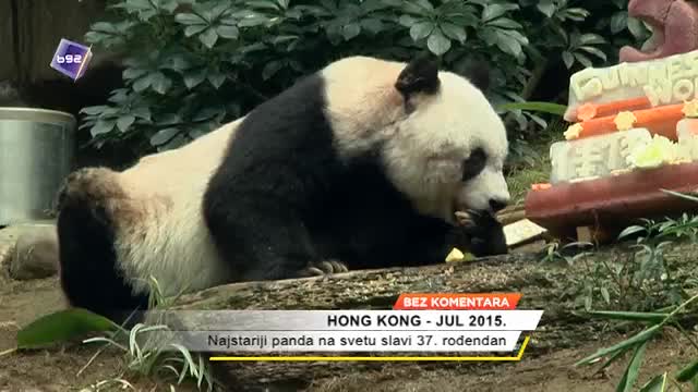 Najstariji panda na svetu slavi 37. roðendan