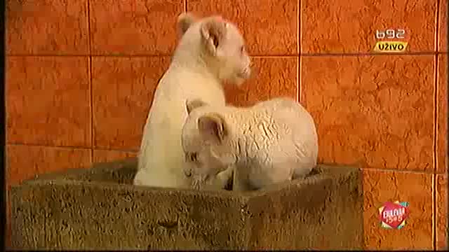 Beli lavići u zoo-vrtu