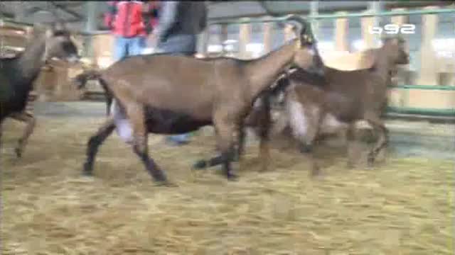 Najbolja farma koza u Srbiji