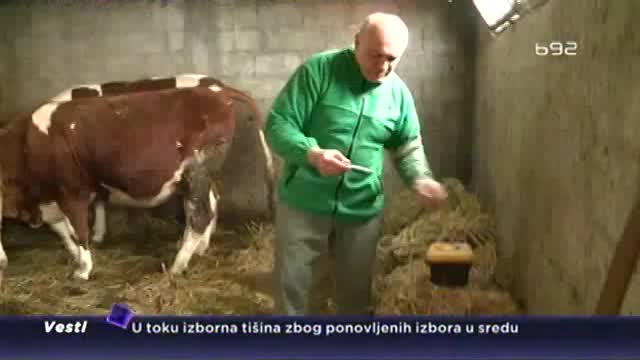 Sve manje krava... Stoèari: Ne isplati nam se mleko