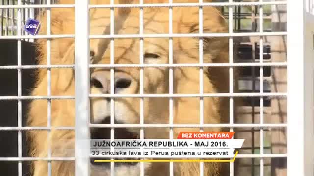 33 cirkuska lava iz Perua puštena u rezervat