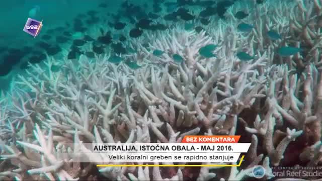 Veliki koralni greben se rapidno stanjuje