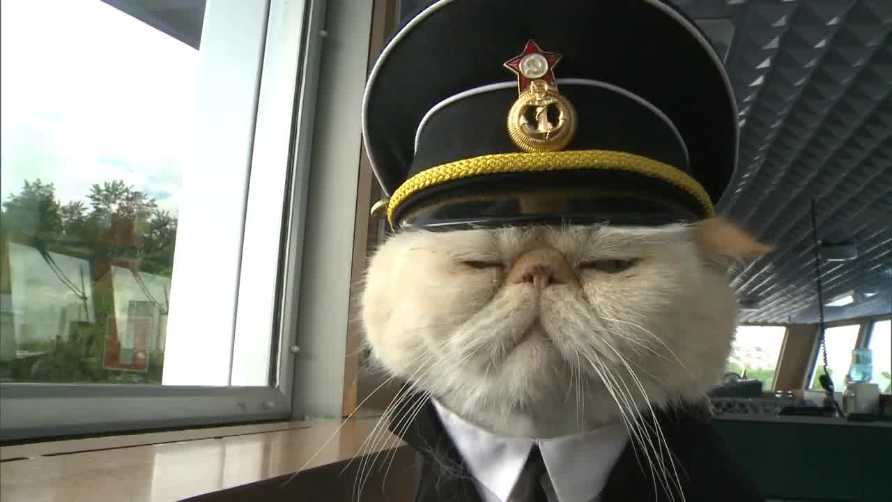 Mačke u ulozi mornara: Ništa slađe nećete videti