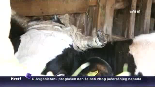 Zarazna bolest goveda "Kvrgava koža" u 22 opštine u Srbiji