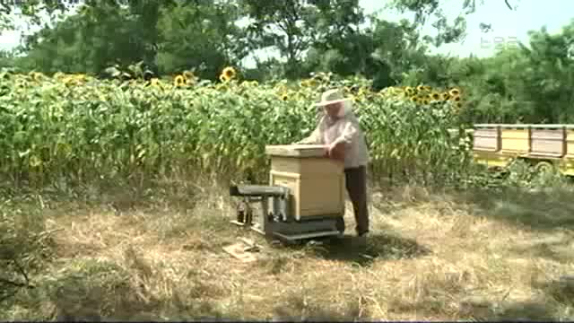 Ni selidba košnica, ni cena od 1.000 RSD ne pomažu pčelarima