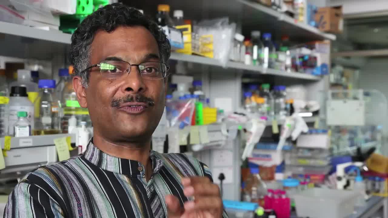 Naučnici: Mleko bubašvaba je hrana budućnosti