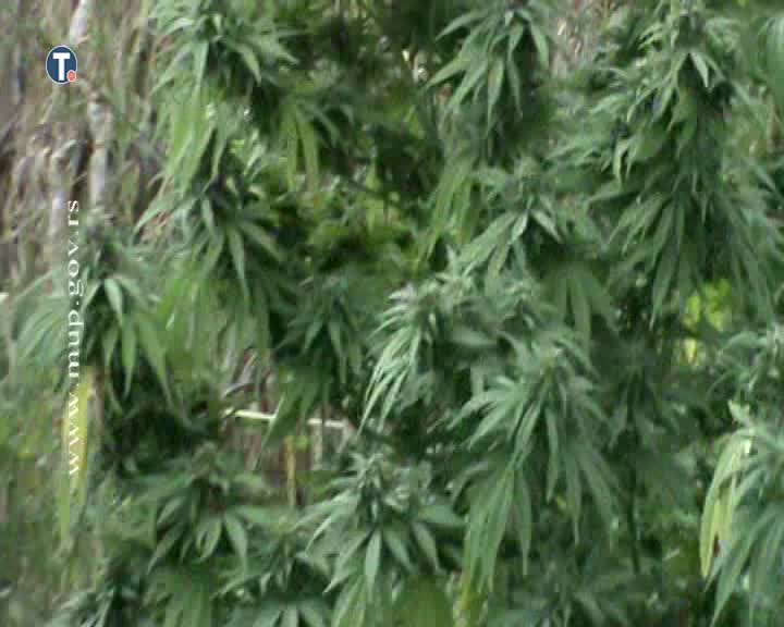 U Kanjiži zaplenjeno više od 1,2 tone marihuane