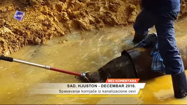 Spasavanje kornjaèe iz kanalizacione cevi