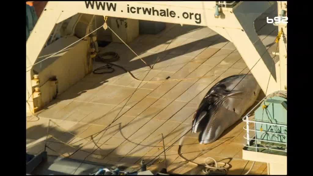 Ponovo ubijaju kitove u Japanu