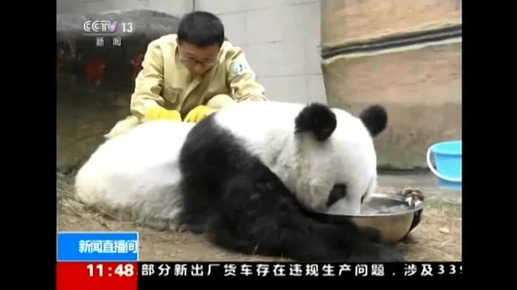 Najstarija panda na svetu napunila 37 godina