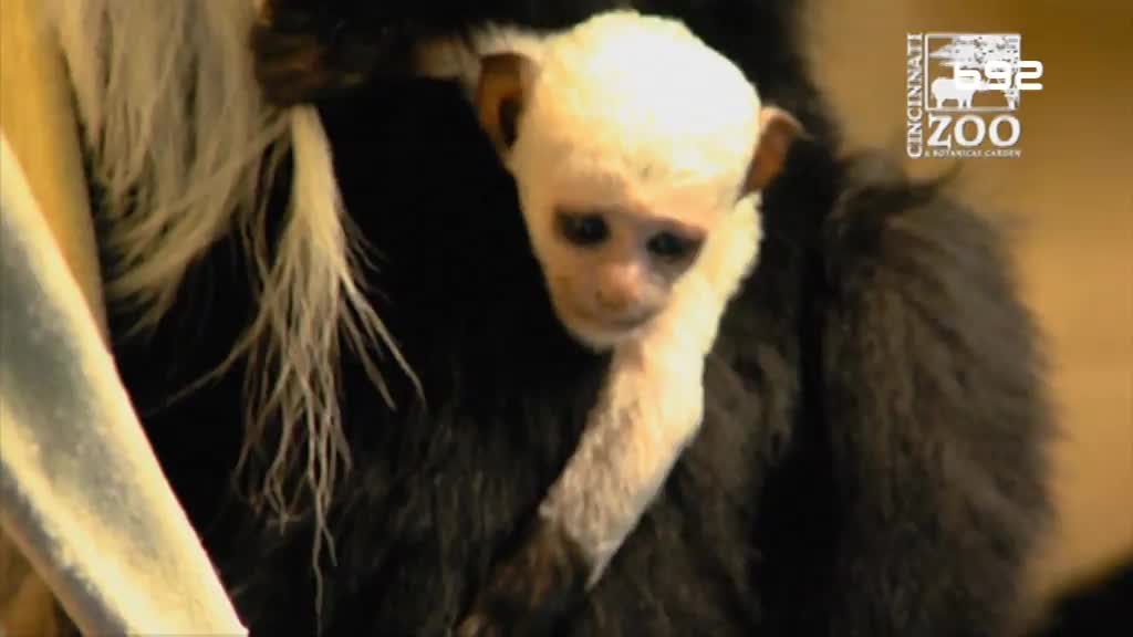Zoo vrt u Sinsinatiju dobio bebu majmuna