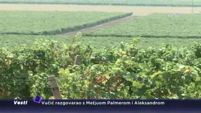 Drašković kupio Vršačke vinograde “upola cene”