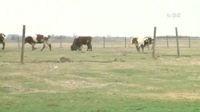 700 krava juri poljima i ruši sve pred sobom