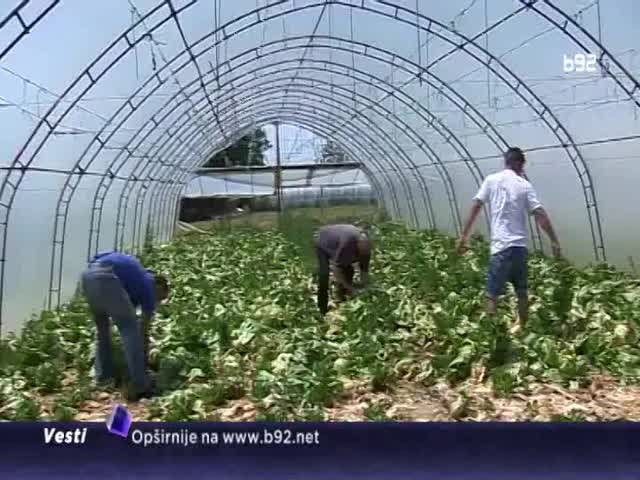 Zašto će povrtari baciti 500.000 glavica zelene salate?