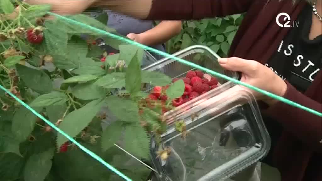 U najavi katastrofa: Opasna voćna mušica stigla u Srbiju