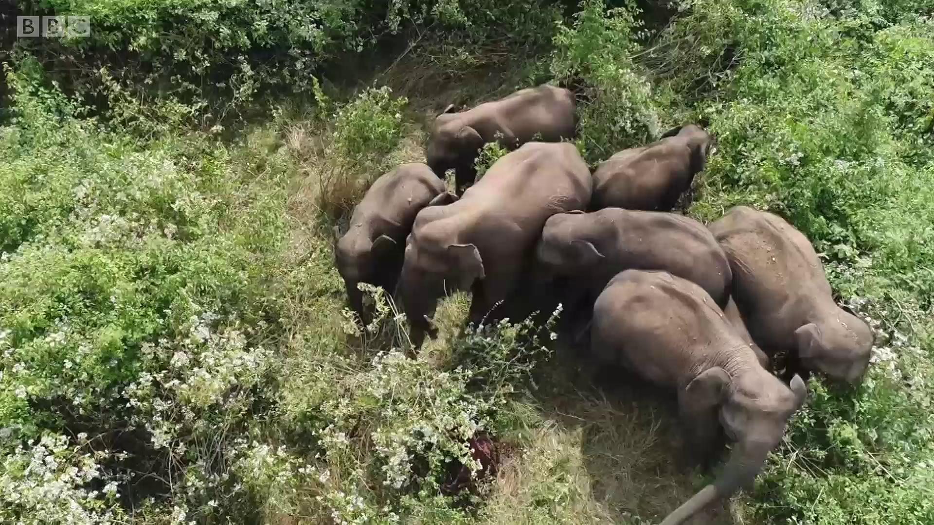 Слонови