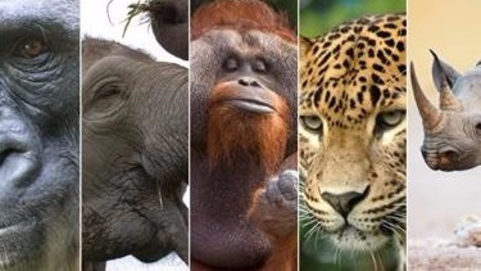 Ових пет животиња је на ивици изумирања