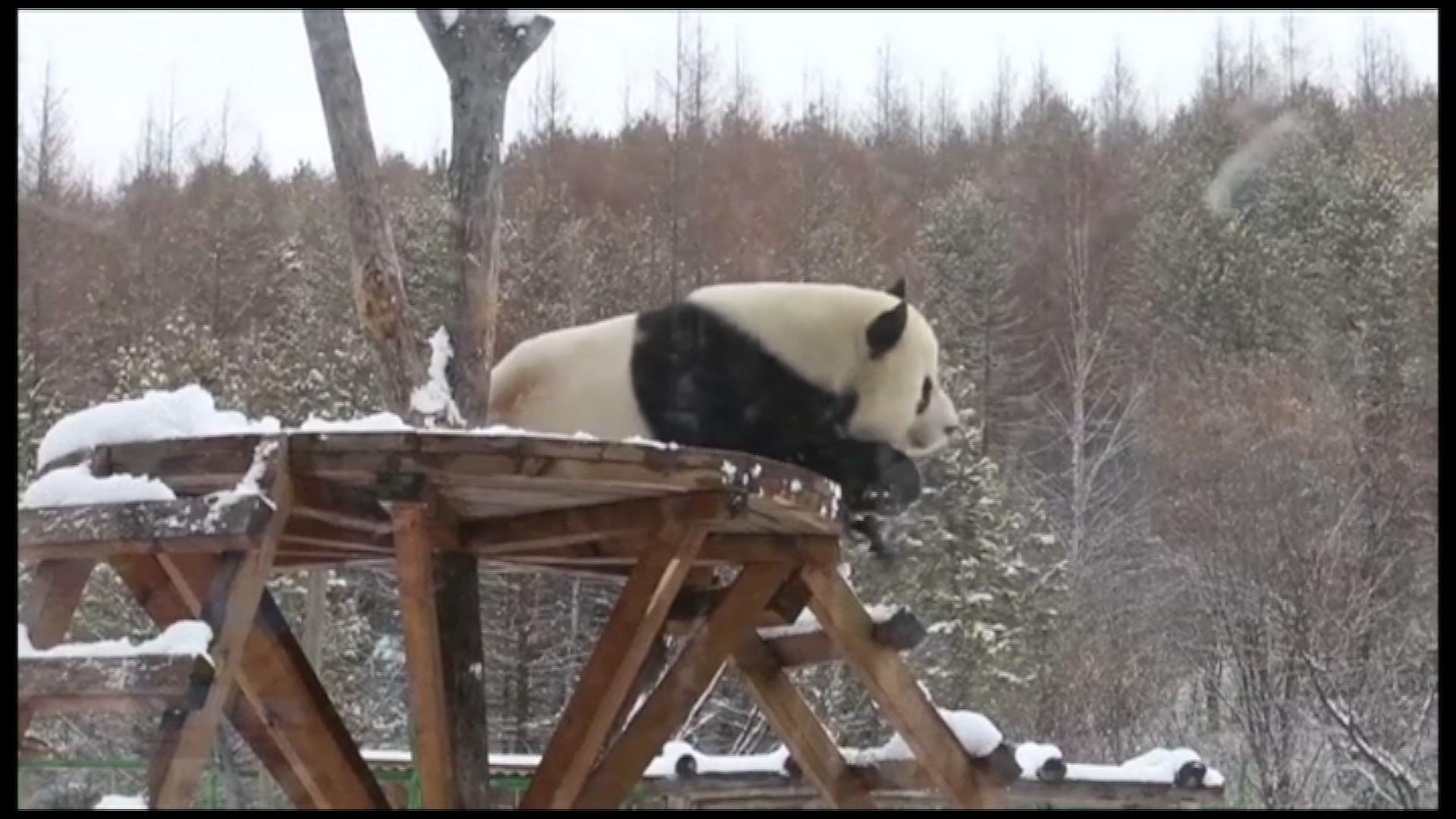 Снег одушевио панду